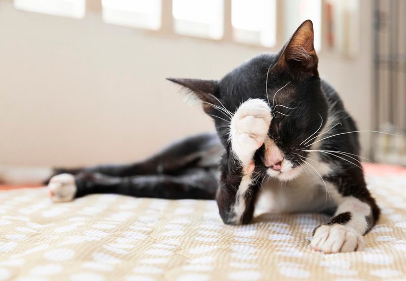 Fat Trimmings – Pancreatitis Risk
