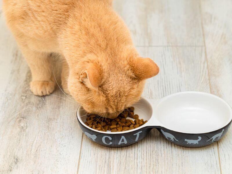 Feeding Adult Cats (1–7 years)