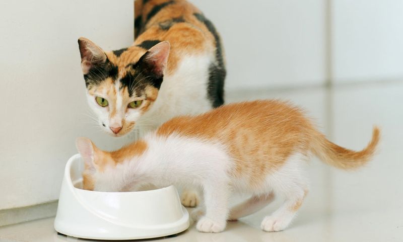 Feeding Kittens (0–6 months)