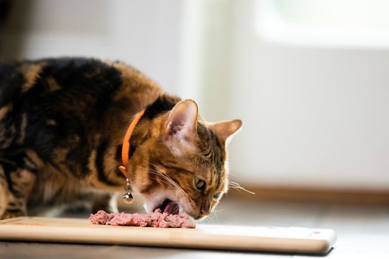 Feeding Young Cats (6 months – 1 year)