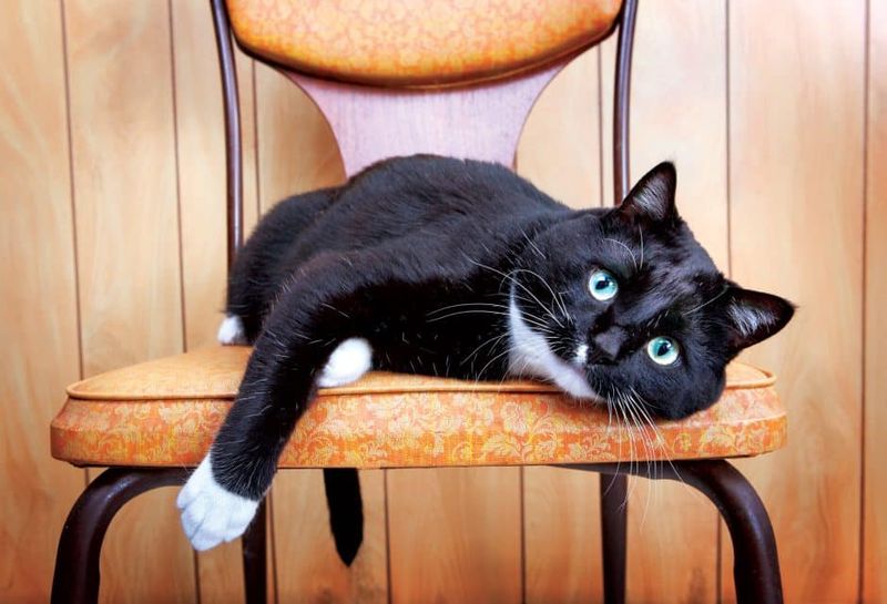 Feline Personality and Scent Interaction