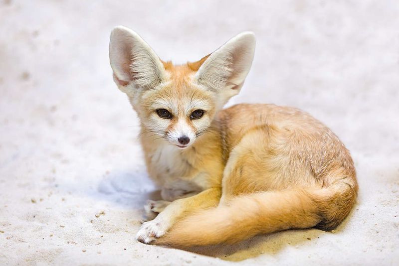 Fennec Foxes