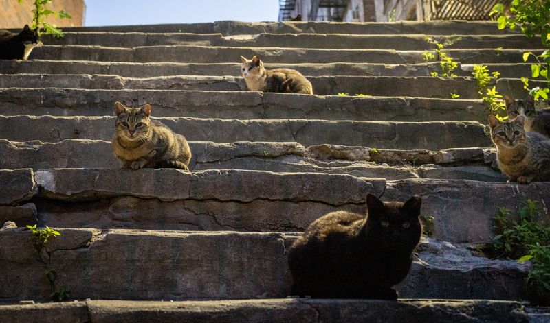 Feral Cats
