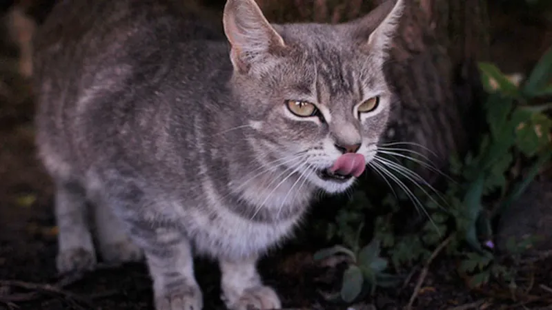 Feral Cats