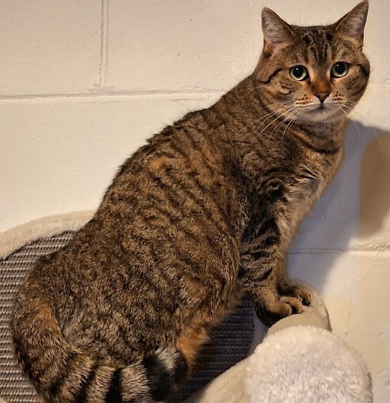 Ferndale Cat Shelter – Ferndale, MI
