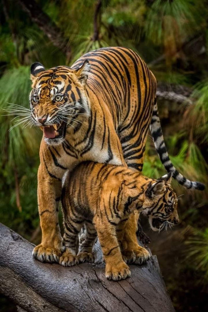 Fierce Protector