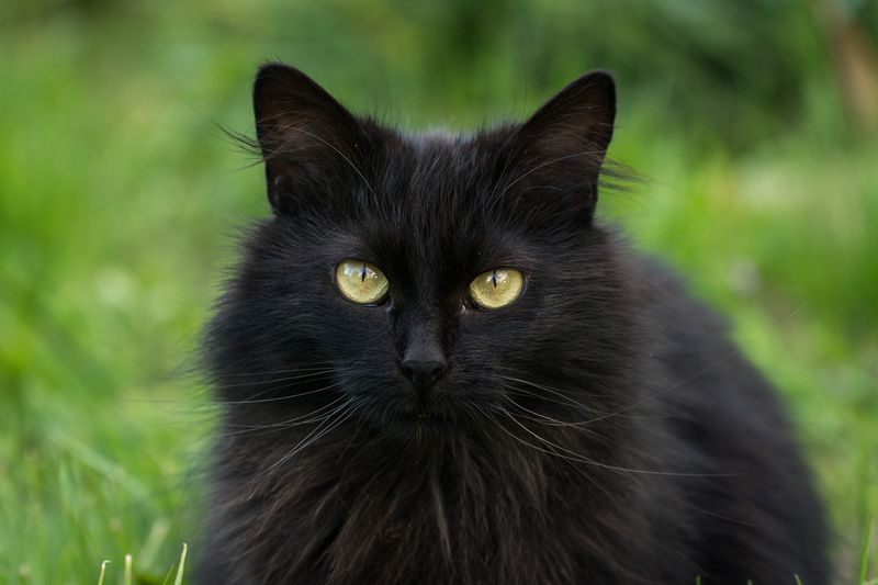 Finland's Graveyard Cat Omen