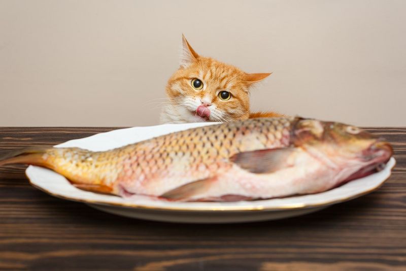 Fish: A Feline Favorite