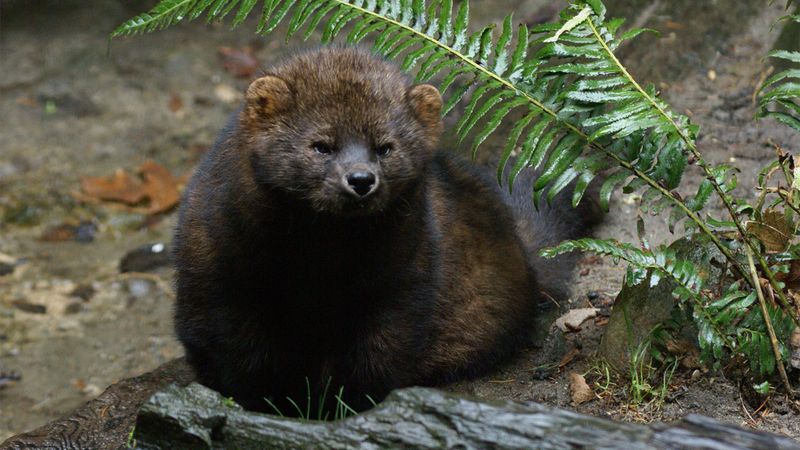 Fisher Cats
