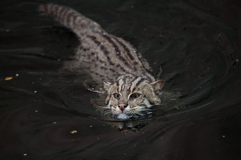 Fishing Cat