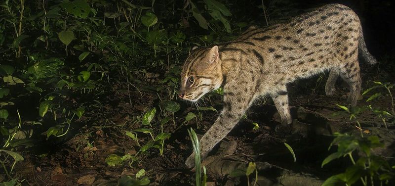 Fishing Cat