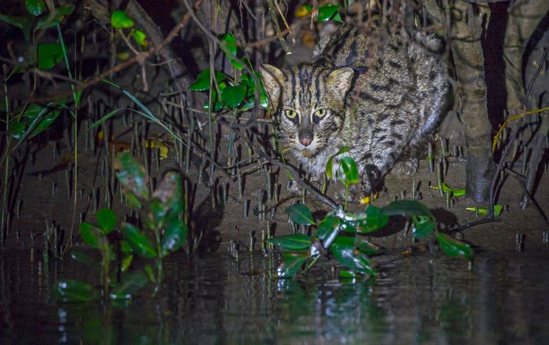 Fishing Cat's Aquatic Amber Vision