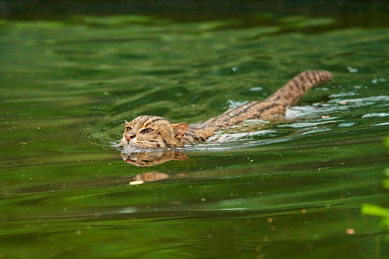 Fishing Cat