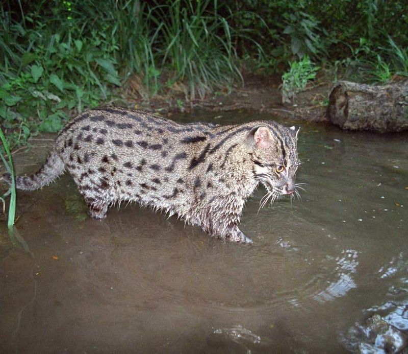 Fishing Cat