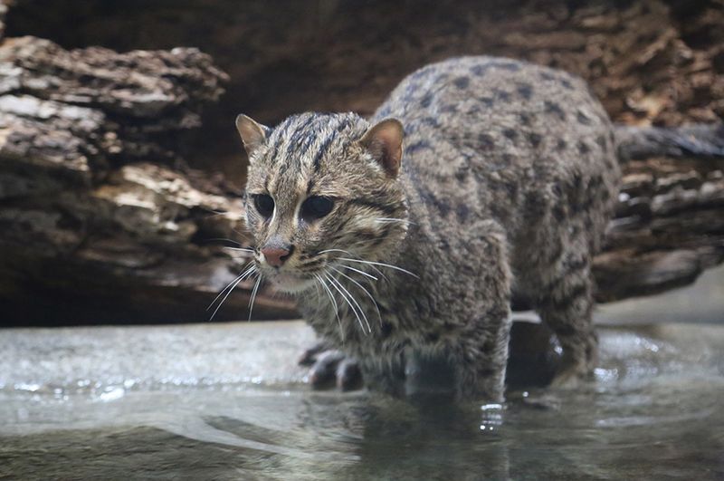 Fishing Cat: Wetland Warlord