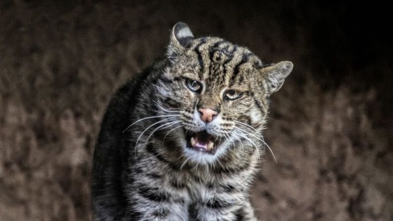 Fishing Cat