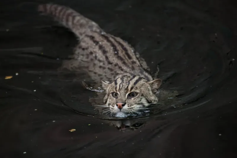 Fishing Cat