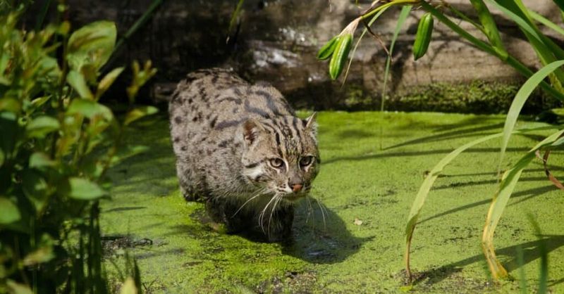Fishing Cats (Prionailurus viverrinus) – Asia