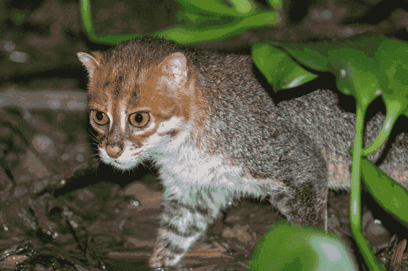 Flat-Headed Cat