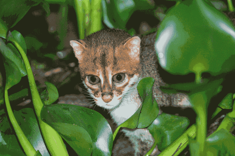 Flat-headed Cat