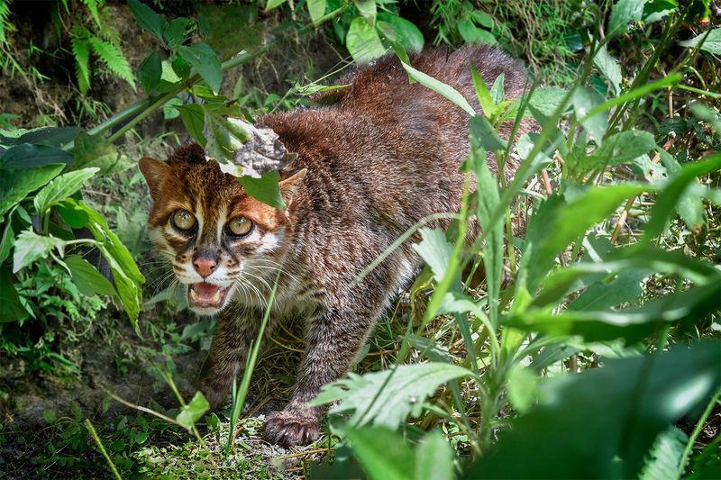 Flat-headed Cat