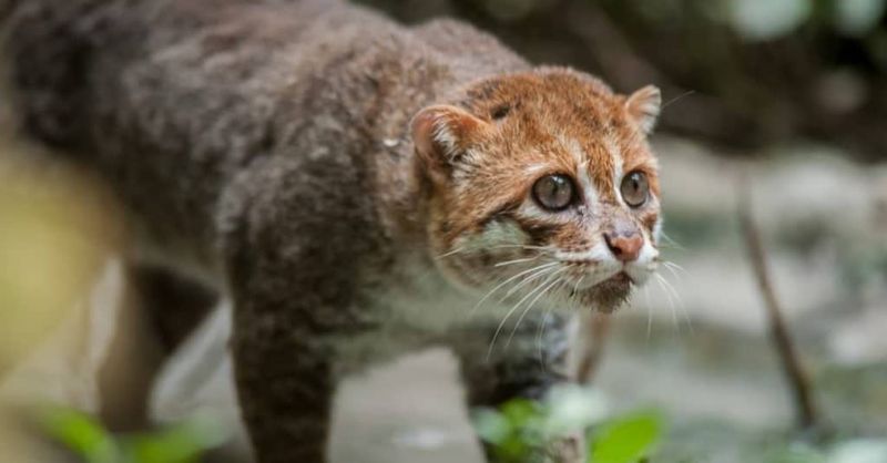 Flat-headed Cat (Prionailurus planiceps)