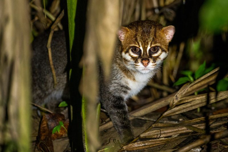 Flat-headed Cat: Stream Sovereign