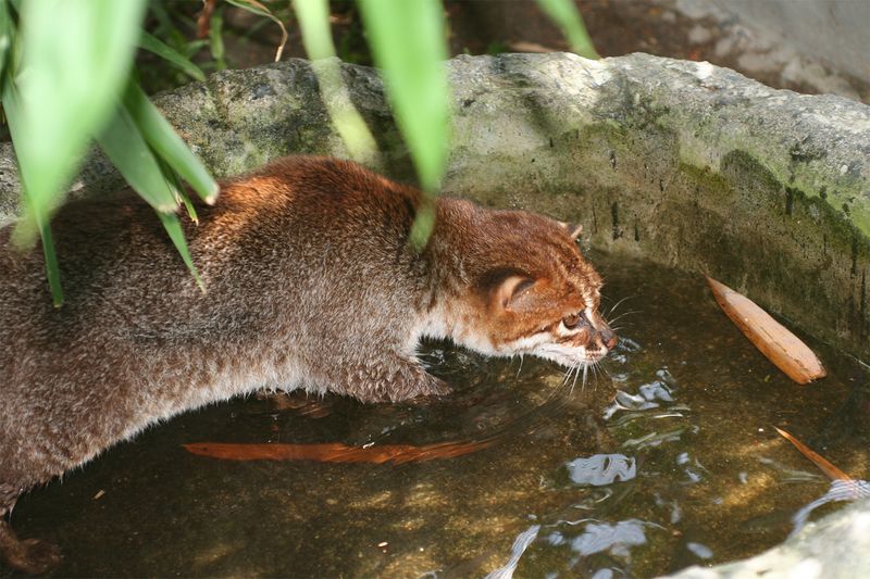 Flat-headed Cat