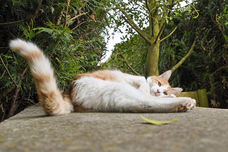 Floppy Tail Signals