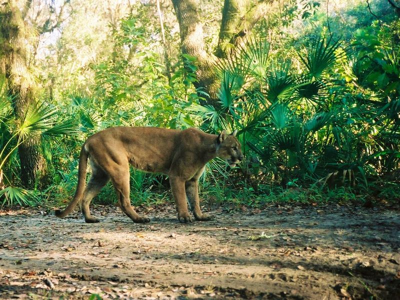Florida Panther: Everglades Emperor