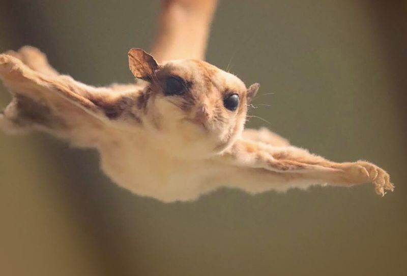Flying Squirrels