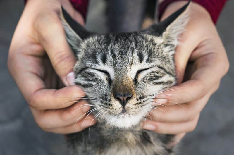 Focus on Head Scratches and Cheek Rubs