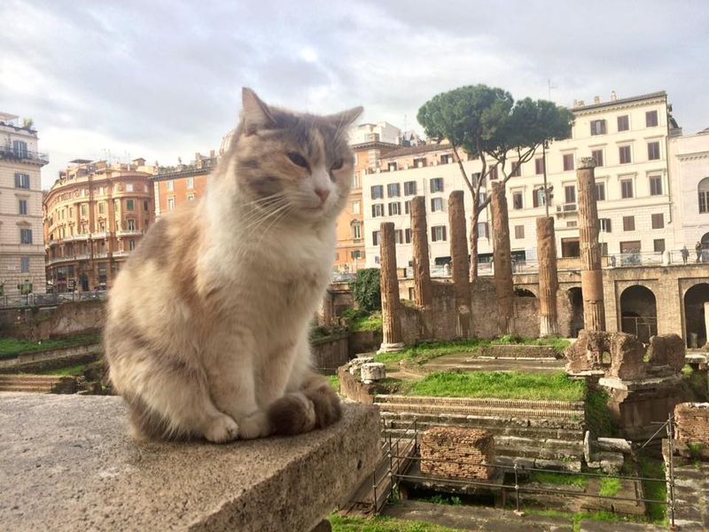 Follow the Unspoken Rules in Rome's Cat Colonies