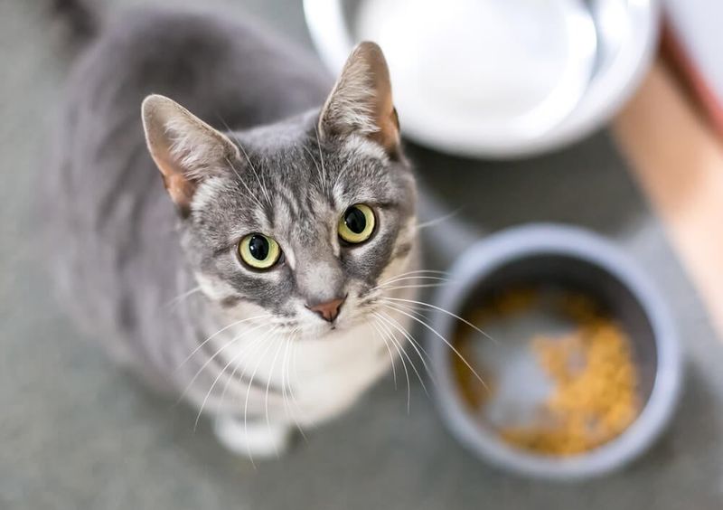 Food Bowl Protests