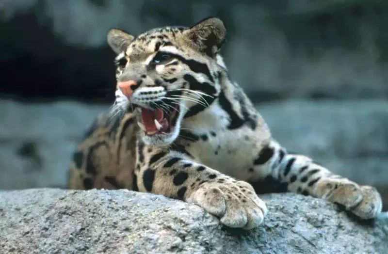 Formosan Clouded Leopard