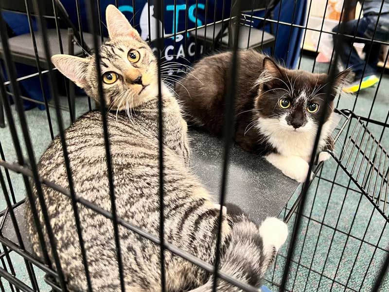 Fostering a Culture of Adoption and Rescue