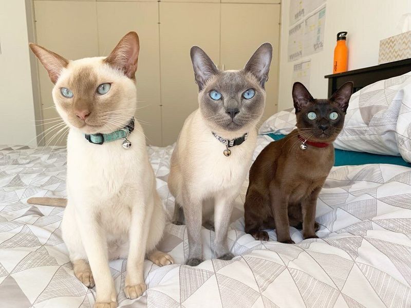 Four Distinct Color Variations