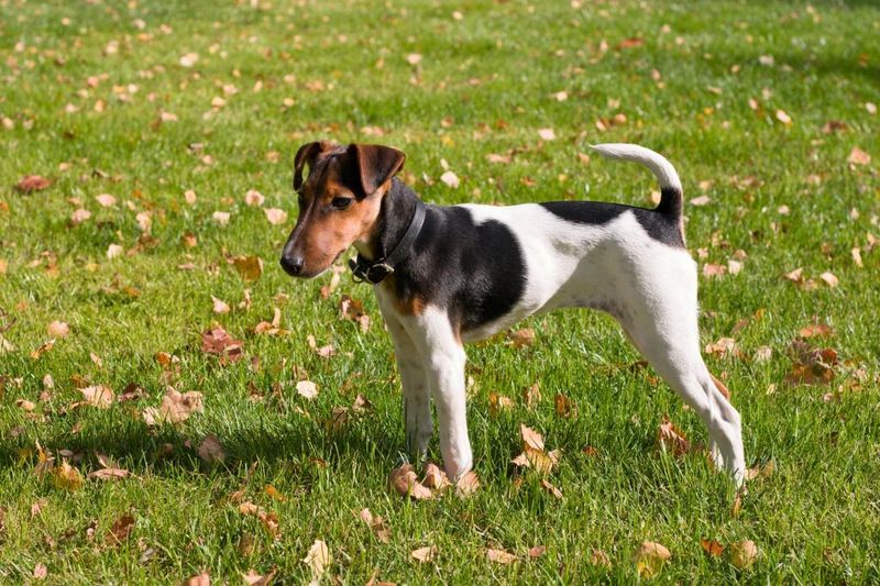 Fox Terrier