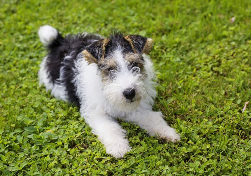 Fox Terrier and Russian Blue