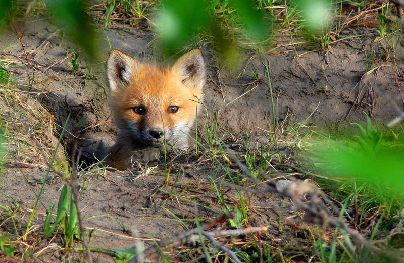 Foxes