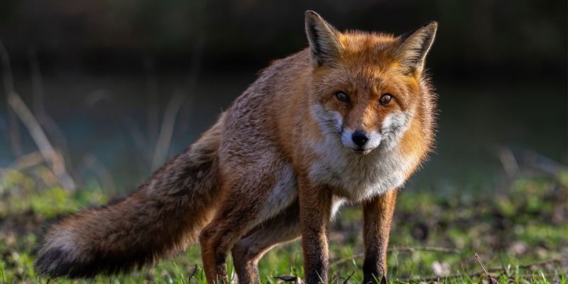 Foxes