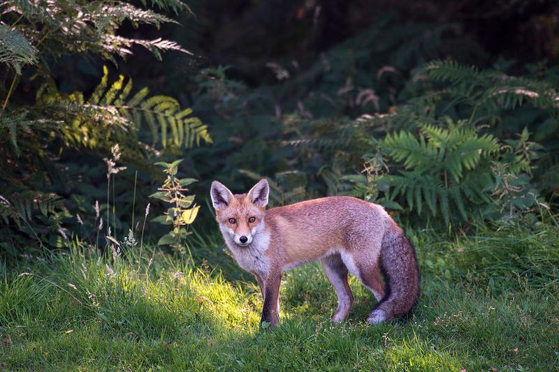 Foxes