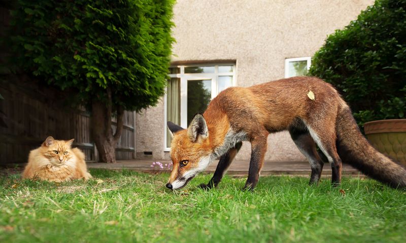 Foxes