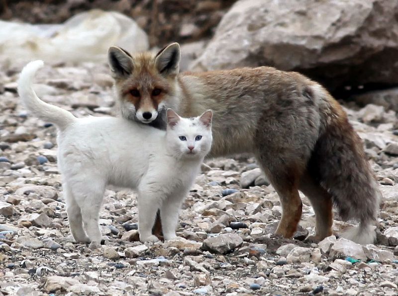 Foxes
