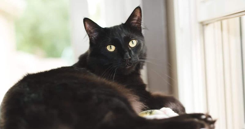 France's Magic Cat That Brings Riches