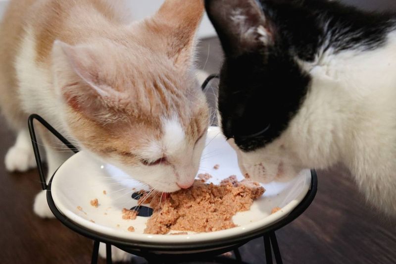 Free Feeding: Addressing Multi-Cat Dynamics