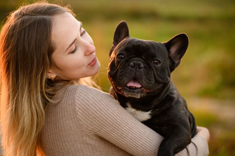 French Bulldogs