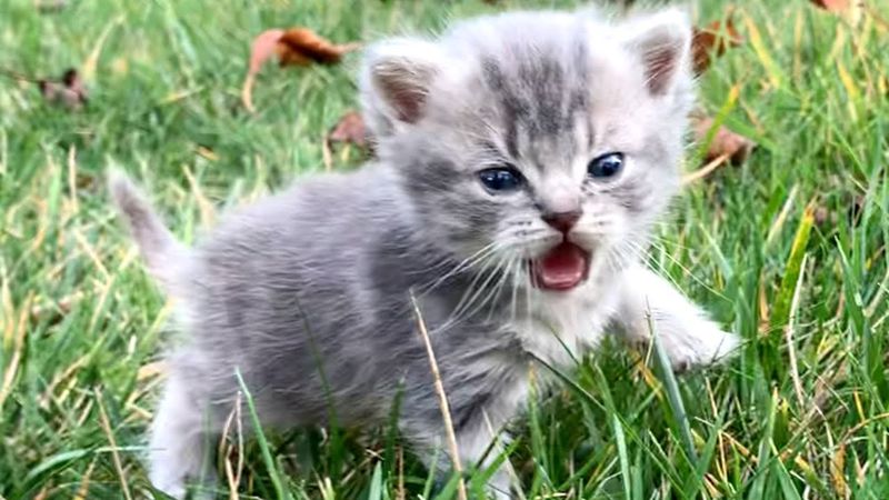 Frequent Meowing for Mother