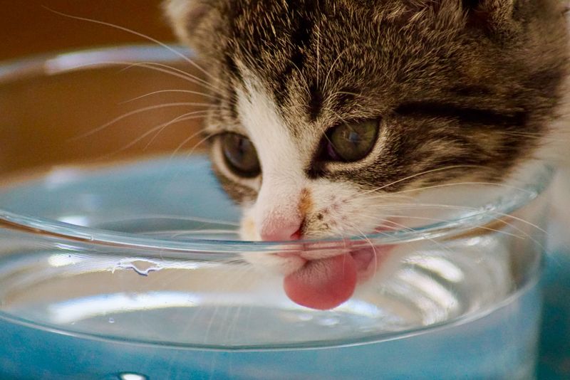 Fresh Water Throughout the Day