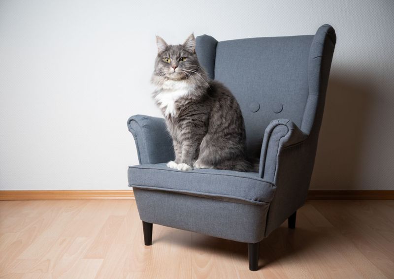 Furniture-Destroying Claws